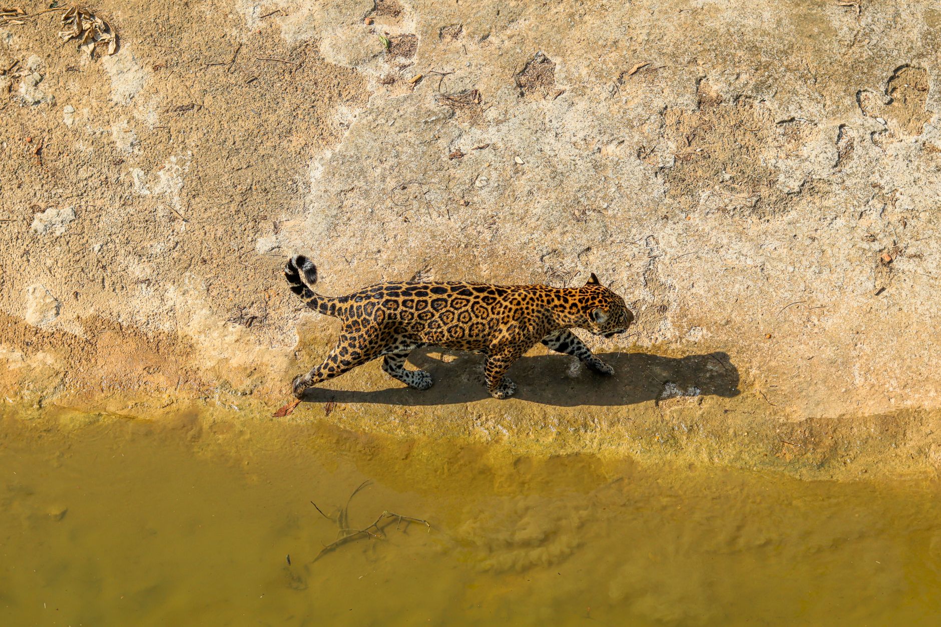Safari fotográfico no Pantanal